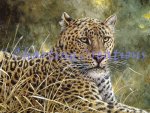 Leopard Portrait (image for) Leopard Portrait